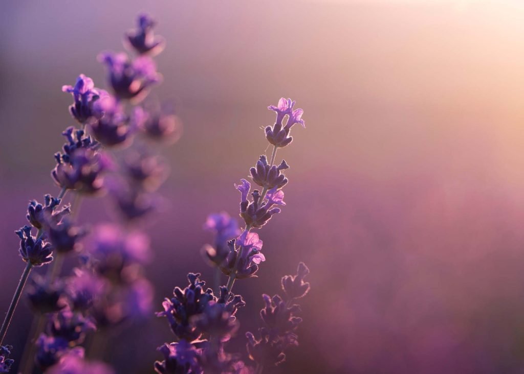 What is doTERRA lavender essential oil